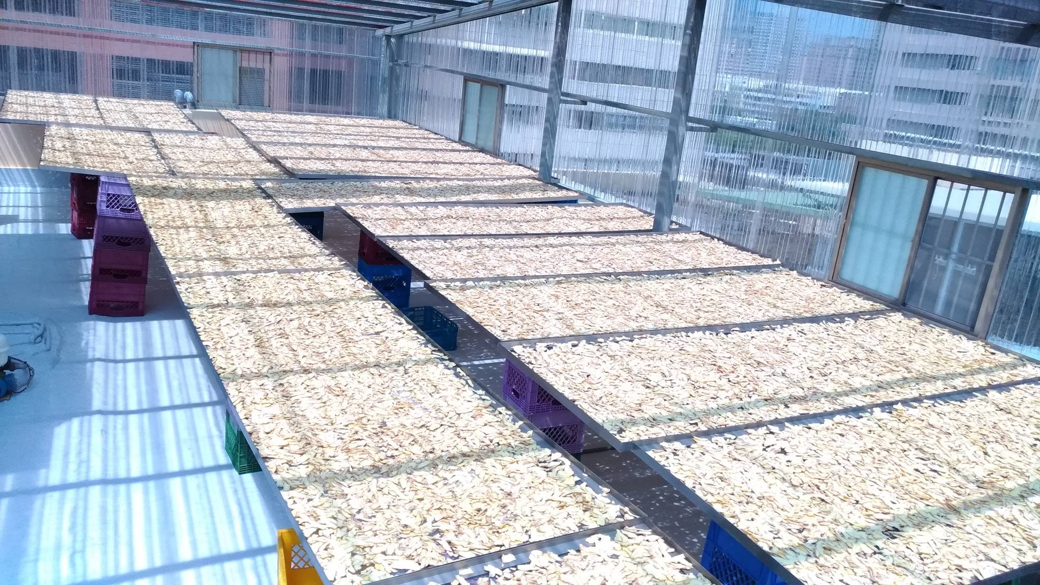 福高農產於透明屋內日曬薑片
